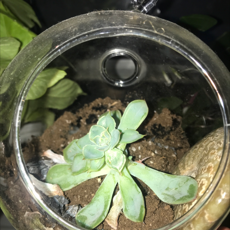 Blue Echeveria plant in a glass container with visible soil and some leaf discoloration.
