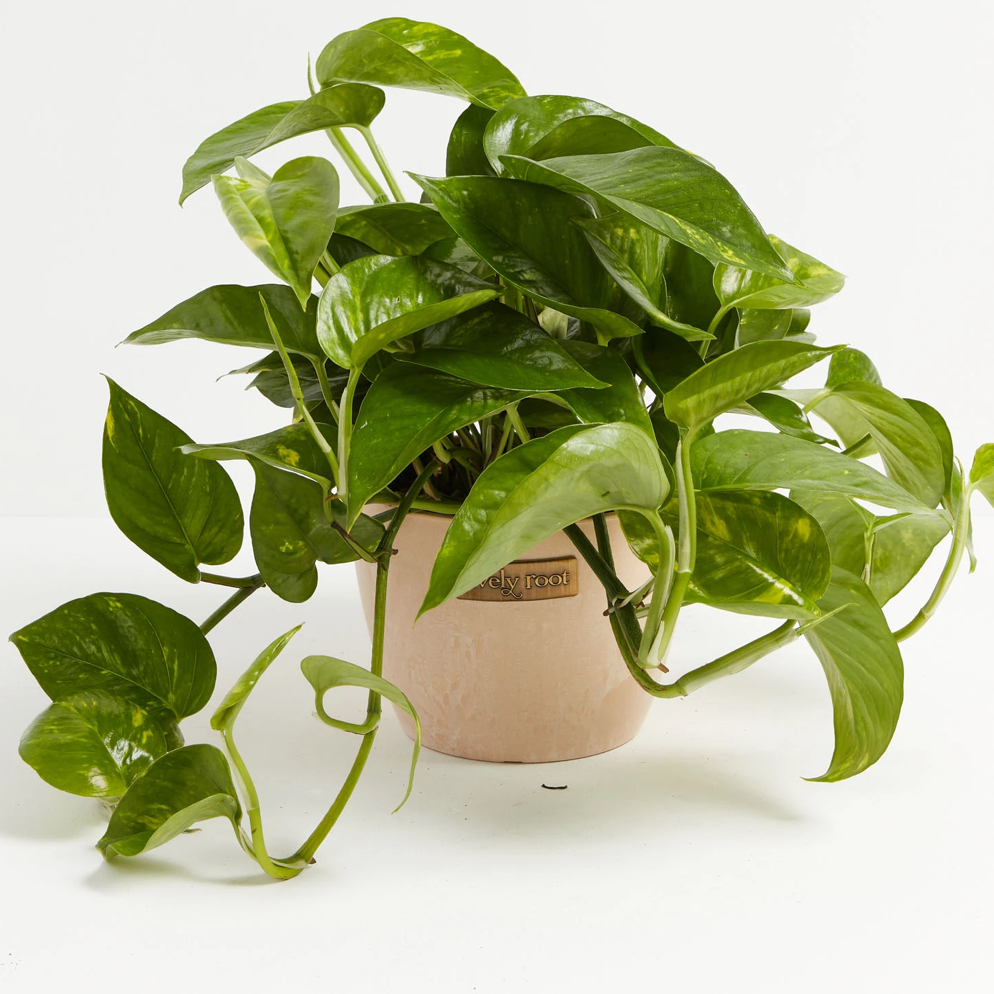 Taro Vine plant photo by @3ozzeeza named عشقة on Greg, the plant care app.