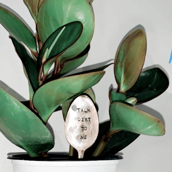 Photo of the plant species Peperomia clusiifolia 'Red Margin' by @addypalmer named Light on Greg, the plant care app
