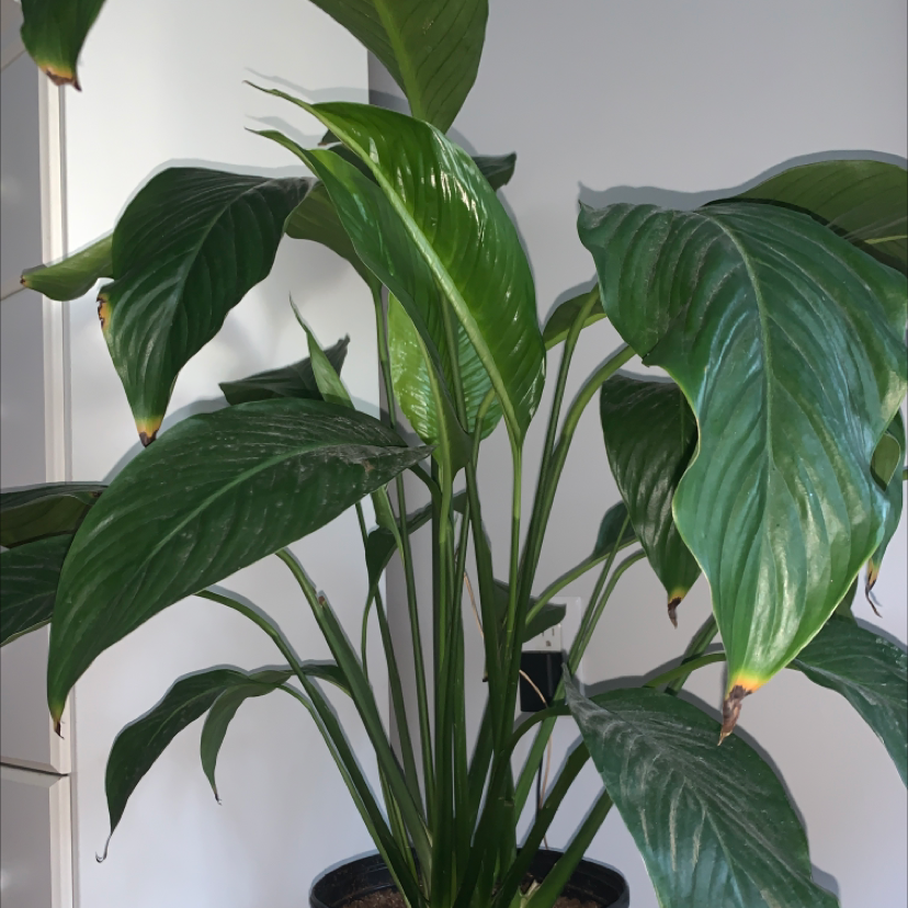 Peace Lily plant photo by @addypalmer named Phyl on Greg, the plant care app.