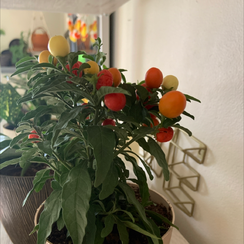 Jerusalem Cherry plant with vibrant red and orange berries, healthy foliage, and visible soil.