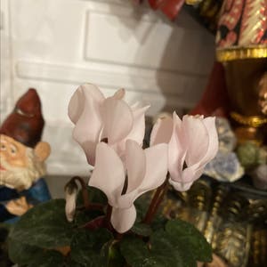 Persian Cyclamen plant photo by @Ari77 named Anna on Greg, the plant care app.