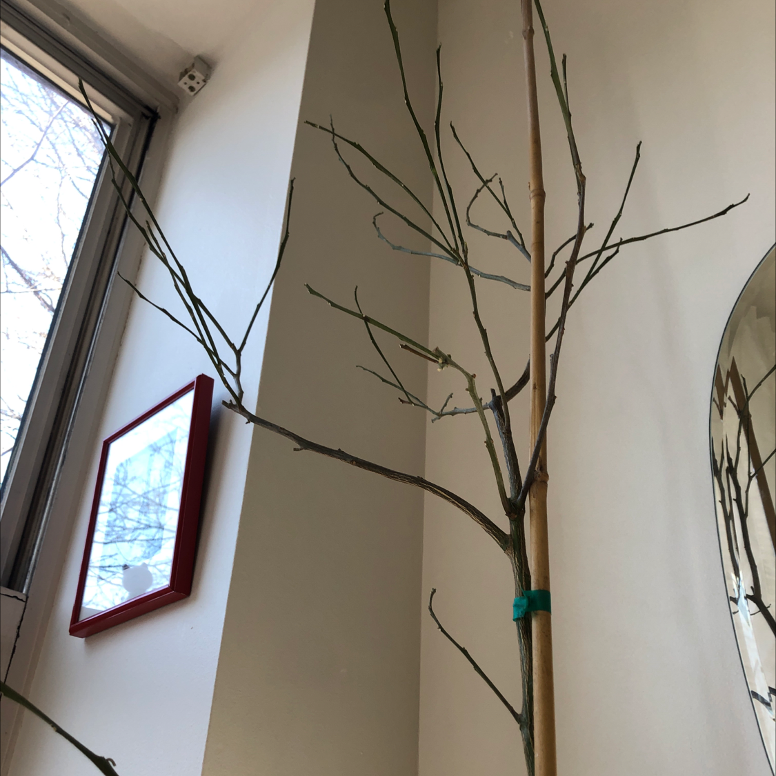 Photo of the plant species pomelo by @janetmigro named Lemona on Greg, the plant care app