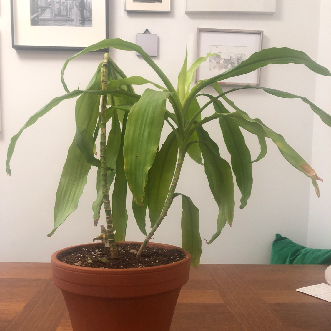 Cornstalk Dracaena plant photo by @janetmigro named Woosan on Greg, the plant care app.