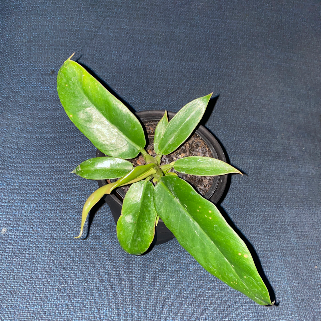 Philodendron 'Imperial Green' plant in a pot with visible soil and one yellowing leaf.