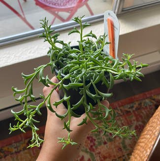String of Dolphins plant in Seattle, Washington