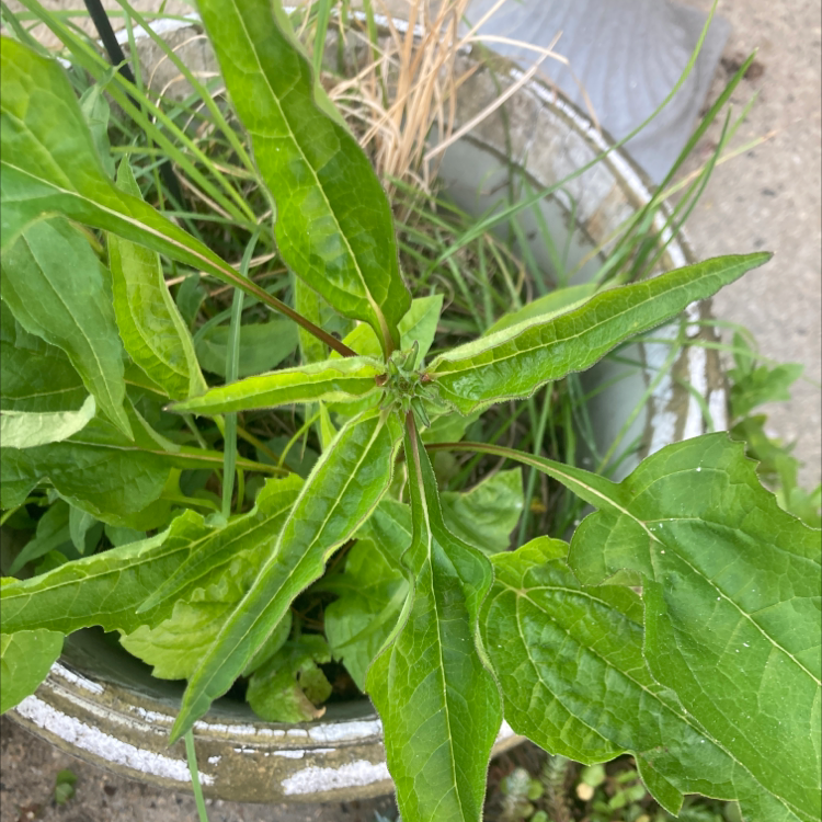 Purple Coneflower plant with elongated green leaves in a pot.