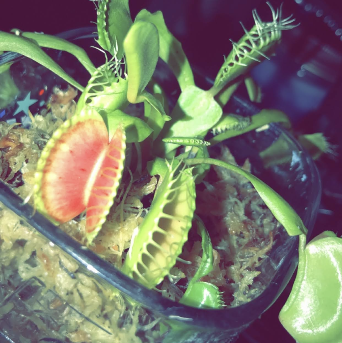 Red Piranha plant photo by @Austythefoxy14 named Penelope on Greg, the plant care app.