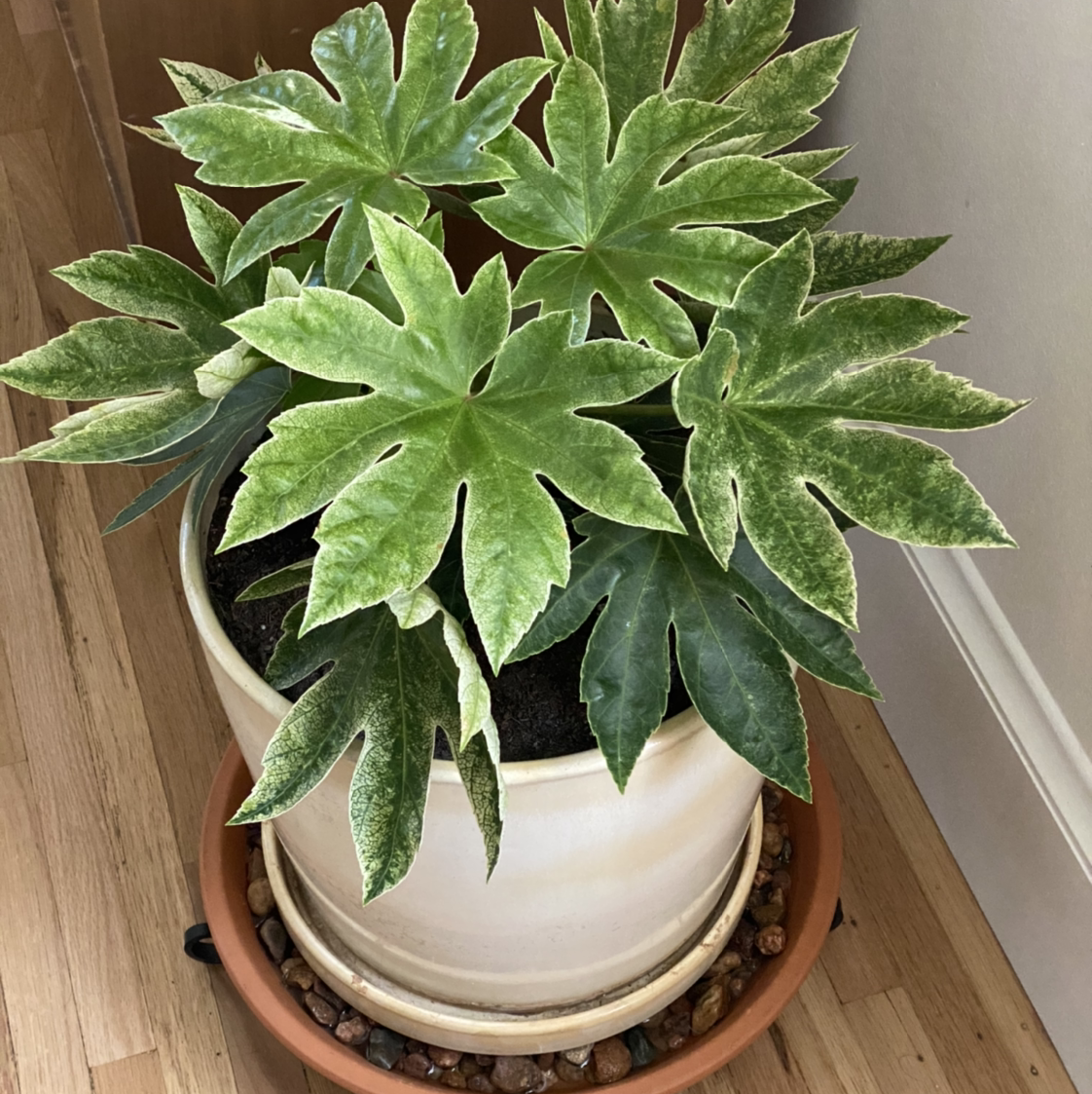 Fatsia plant in a pot with variegated green and white leaves, placed on a saucer with pebbles.