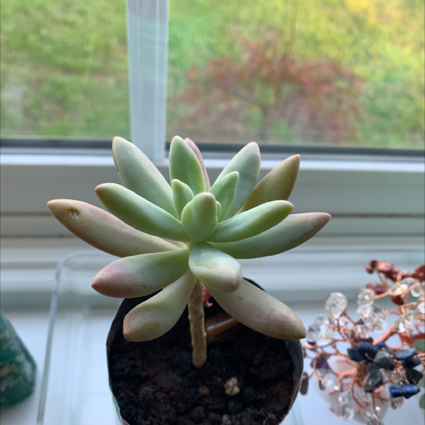 Graptosedum 'Francesco Baldi' succulent on a windowsill with visible soil.