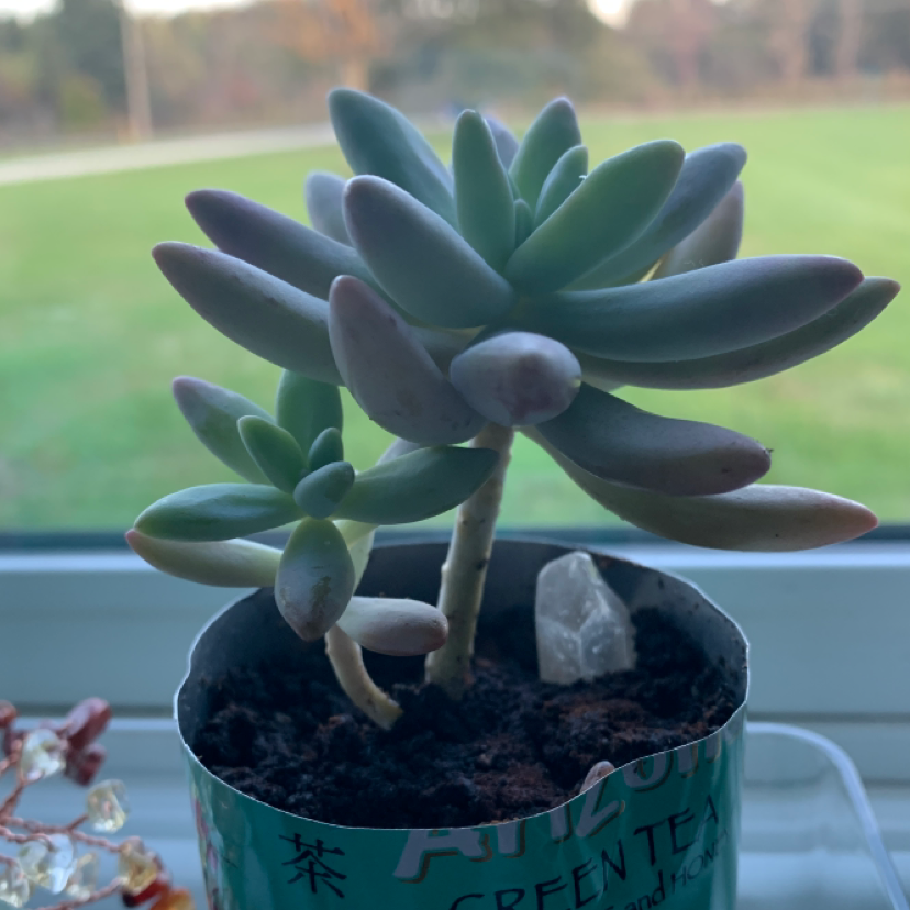 Graptosedum 'Francesco Baldi' succulent in a pot with visible soil, well-framed and in focus.