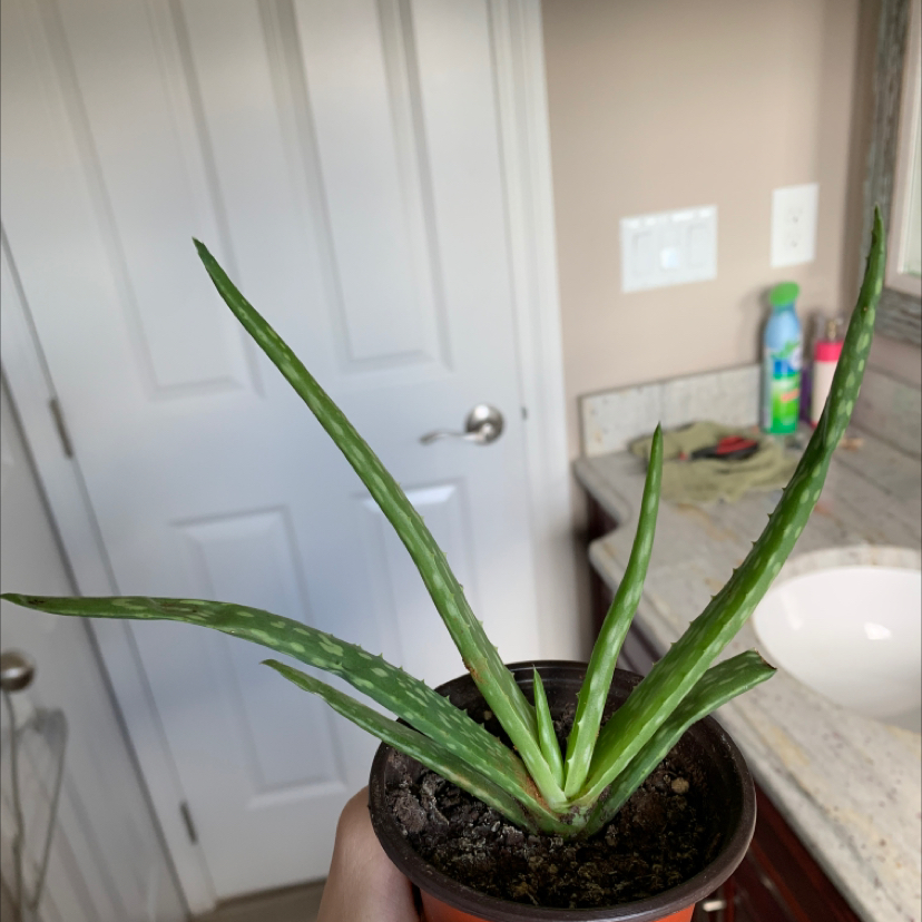 Aloe vera plant photo by @SpiffyHam named Jannelle on Greg, the plant care app.
