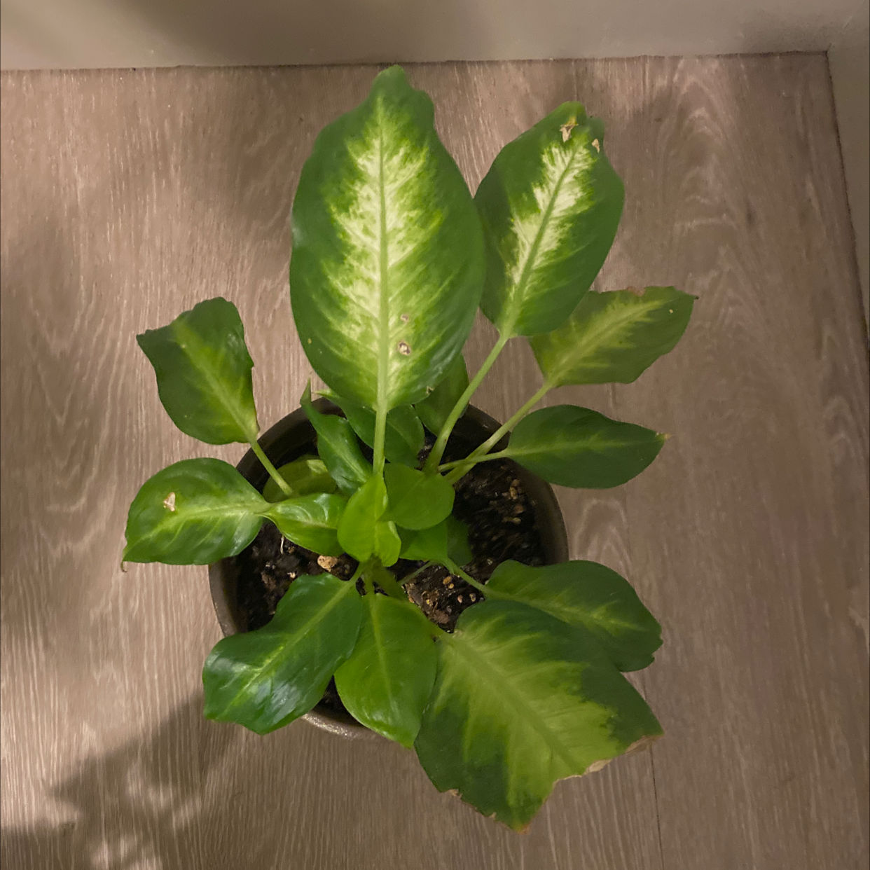 Dieffenbachia plant photo by Malú named Camille on Greg, the plant care app.