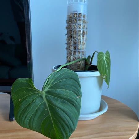 Photo of the plant species Philodendron 'Glorius' by Lumpypopiah named Philly G on Greg, the plant care app