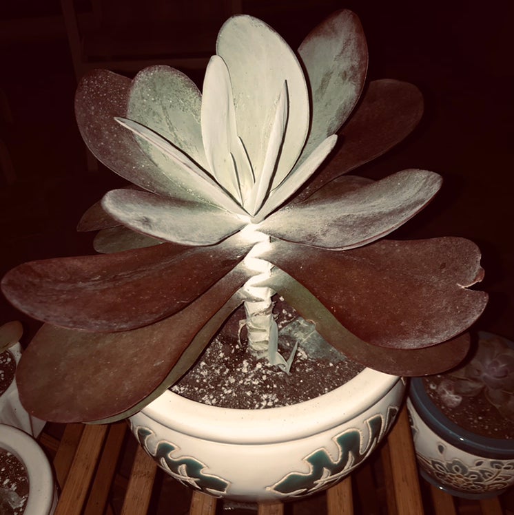 PlantLog@まとめ買い10%OFF様　確認用 Flapjacks Plant Care: Water, Light, Nutrients | Greg App 🌱