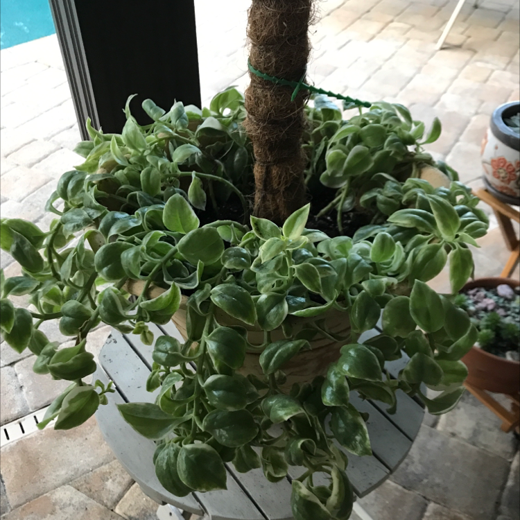 Photo of the plant species Slenderleaf Iceplant by @pduffplants named Your plant on Greg, the plant care app