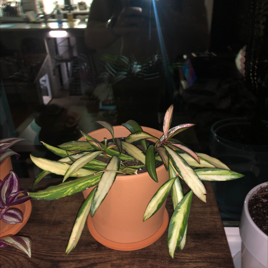 Stringbean Hoya plant in a terracotta pot with variegated leaves, some showing discoloration.