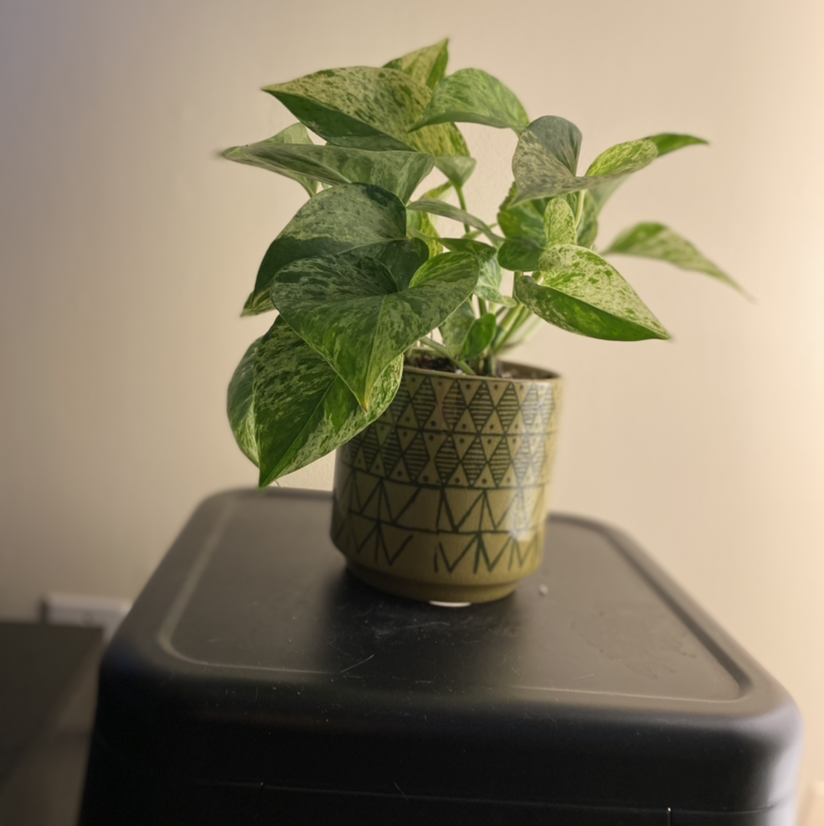 Taro Vine plant photo by @Tazzas-protector named Tazza on Greg, the plant care app.