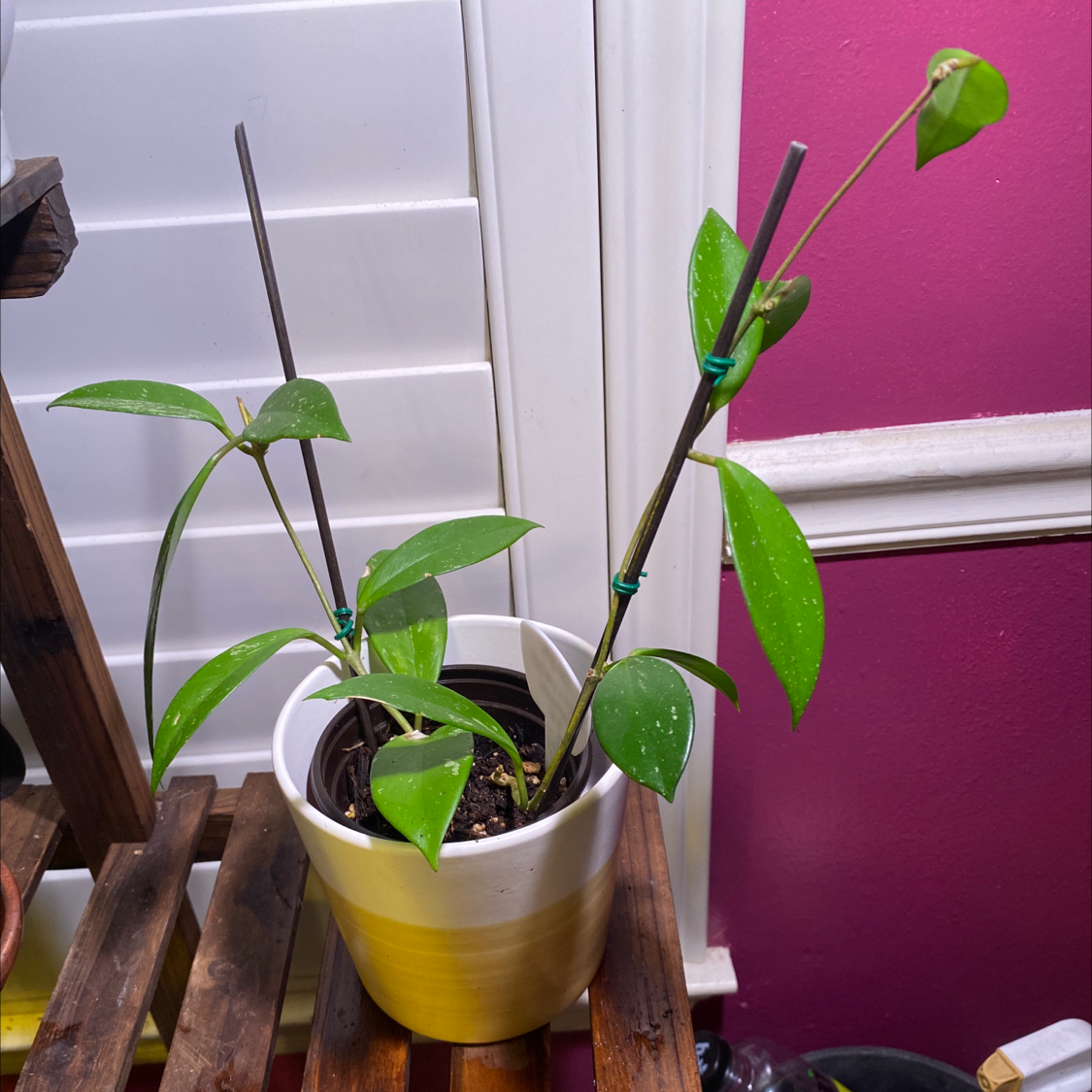 Hoya Pubicalyx plant in a pot with healthy green leaves, supported by stakes.