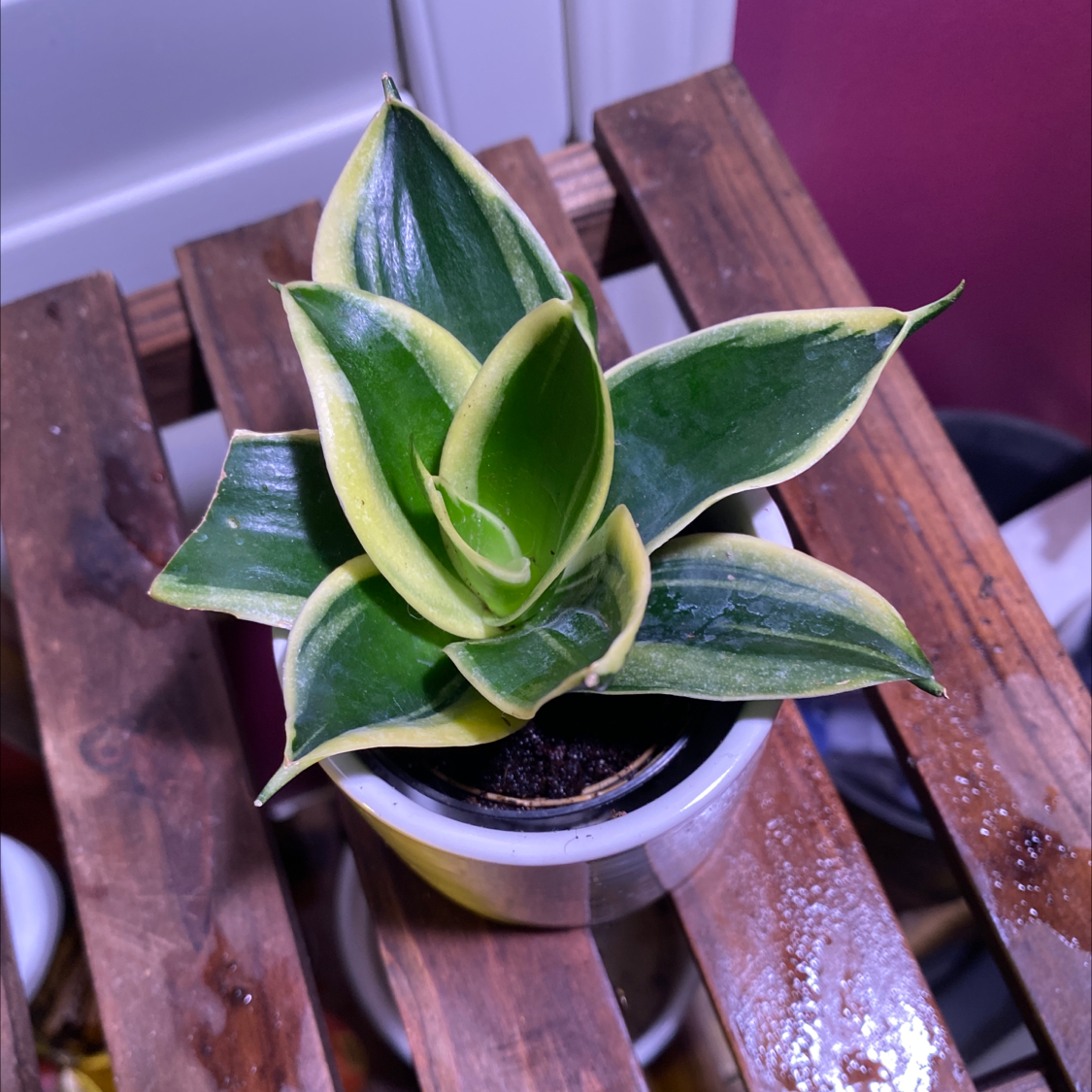Bird's Nest Snake Plant in a small pot on a wooden surface, with vibrant green and yellow-edged leaves.