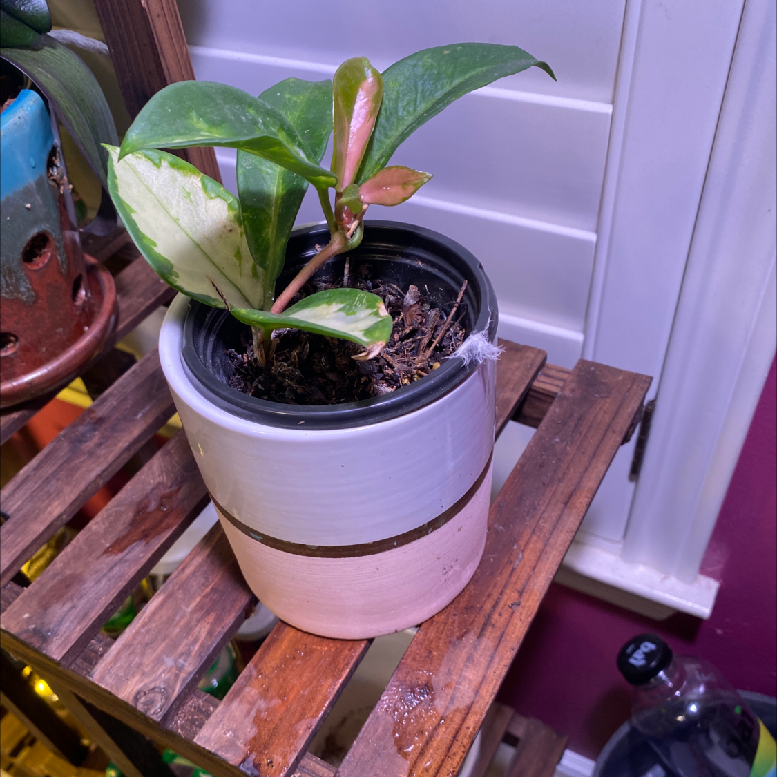 Hoya Carnosa Tricolor plant in a small pot on a wooden shelf, showing variegated leaves.
