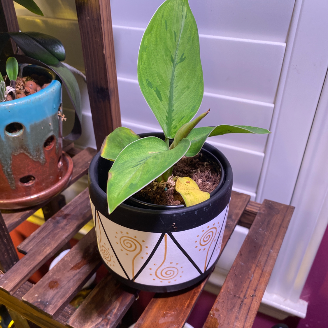 Homalomena 'Selby' plant in a decorative pot with one yellowing leaf, placed on a wooden shelf.