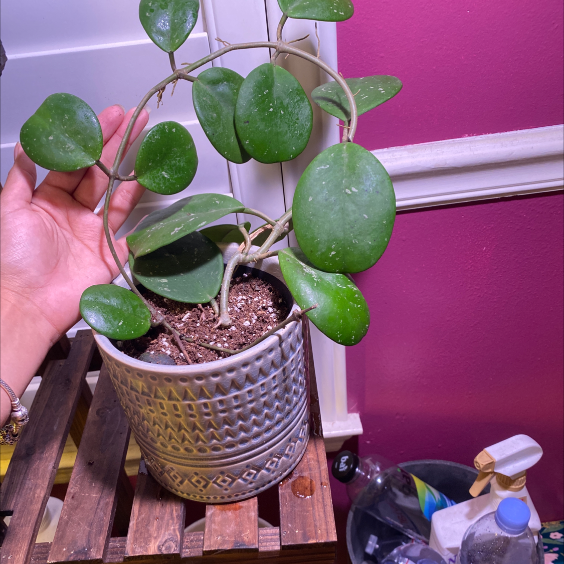 Hoya obovata plant in a pot with green, round leaves. A hand is holding the plant.