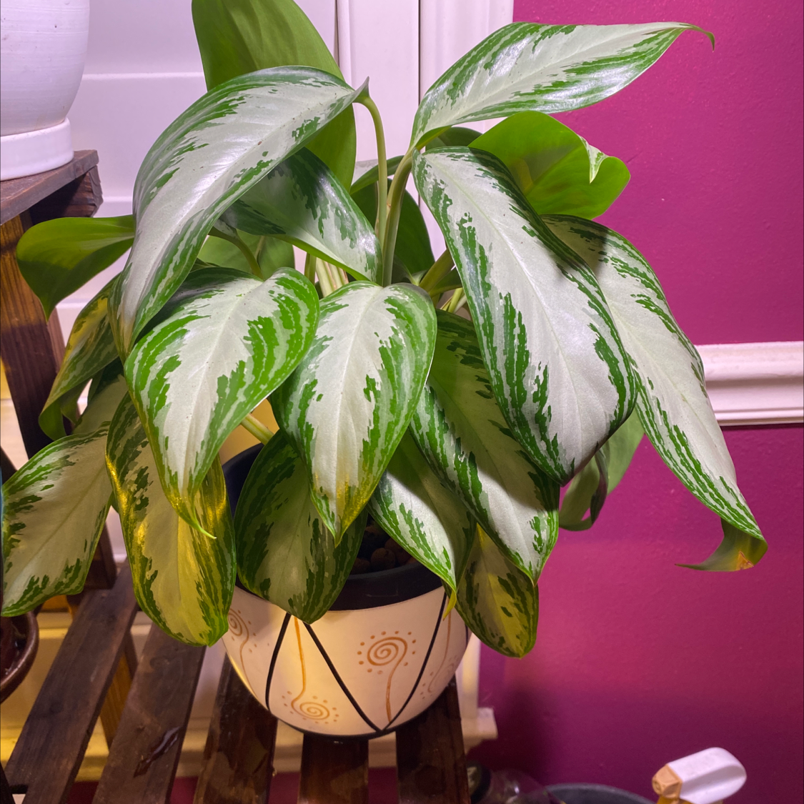 Healthy Aglaonema 'Silver Bay' plant with vibrant green and silver leaves in a decorative pot.