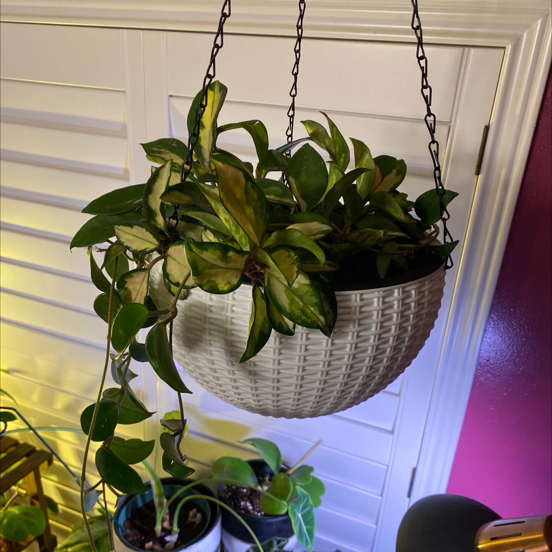 Hanging basket with a healthy Exotic Hoya plant with green and variegated leaves.