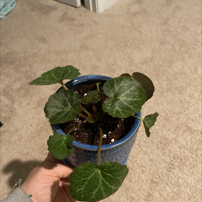 Strawberry Begonia plant in a blue pot held by a hand, with visible soil and healthy green leaves.