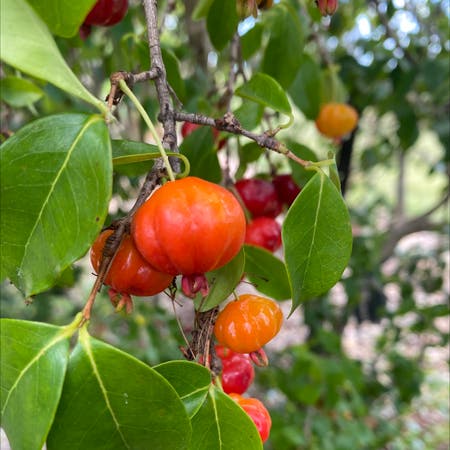 Photo of the plant species Barbados Cherry (English) by Kim named Gregarious on Greg, the plant care app