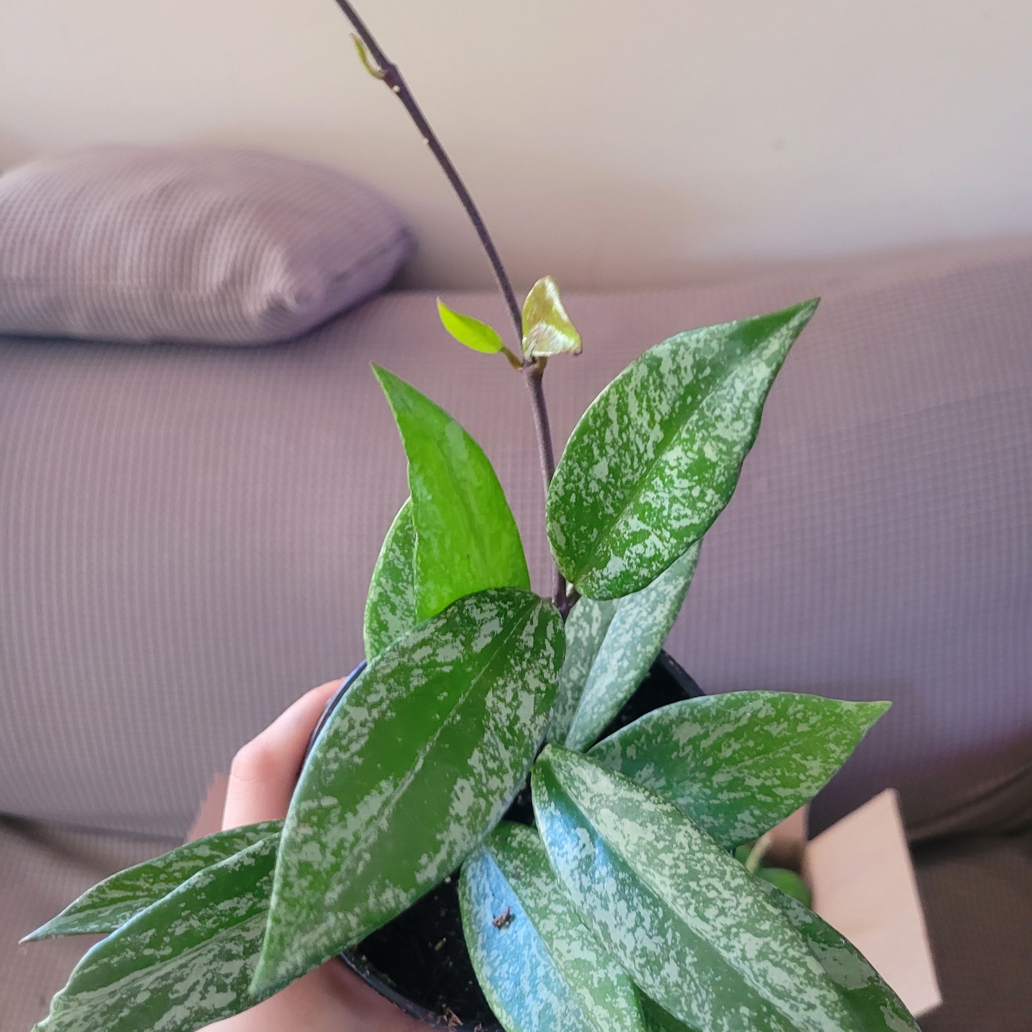 Hoya pubicalyx 'Splash' plant with variegated leaves, held by a hand.