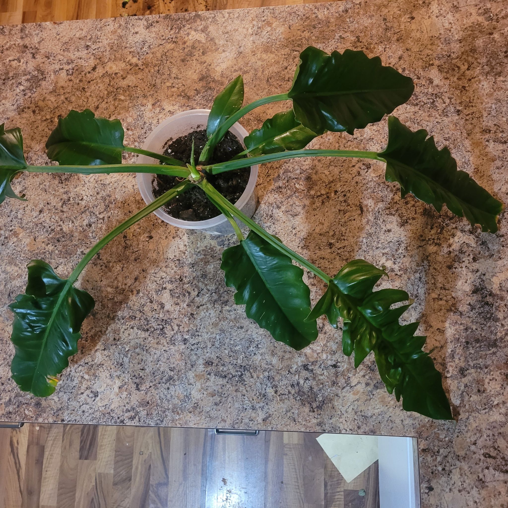 Tiger Tooth Philodendron in a pot on a countertop with healthy green leaves.