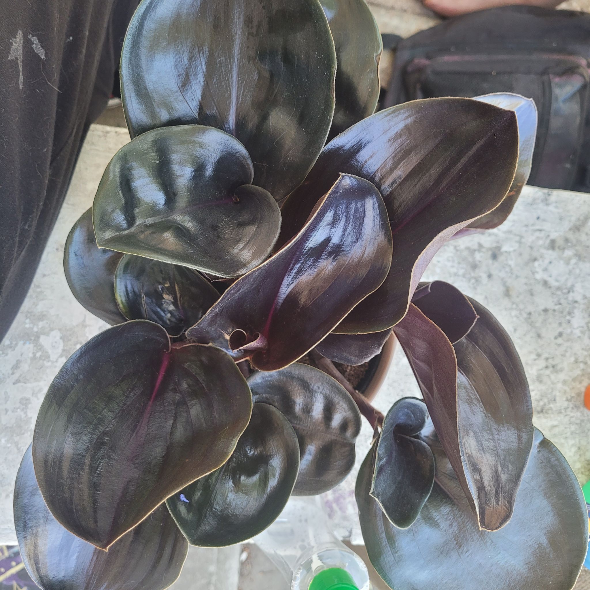 Geogenanthus ciliatus plant with dark, glossy leaves and slight purple hue.