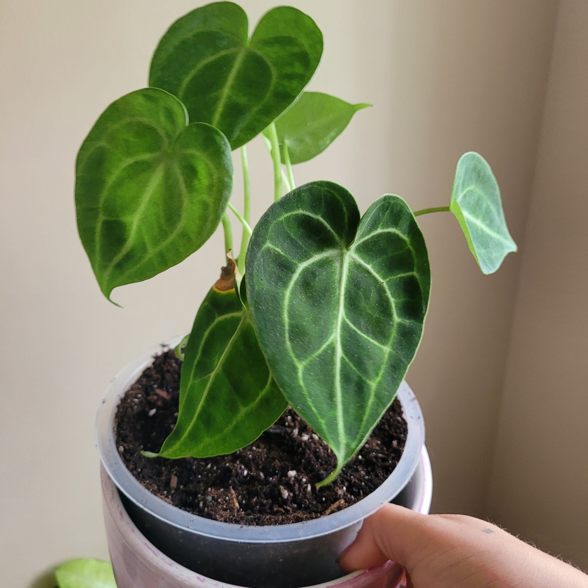 Velvet Cardboard Anthurium plant with vibrant green leaves and visible soil.