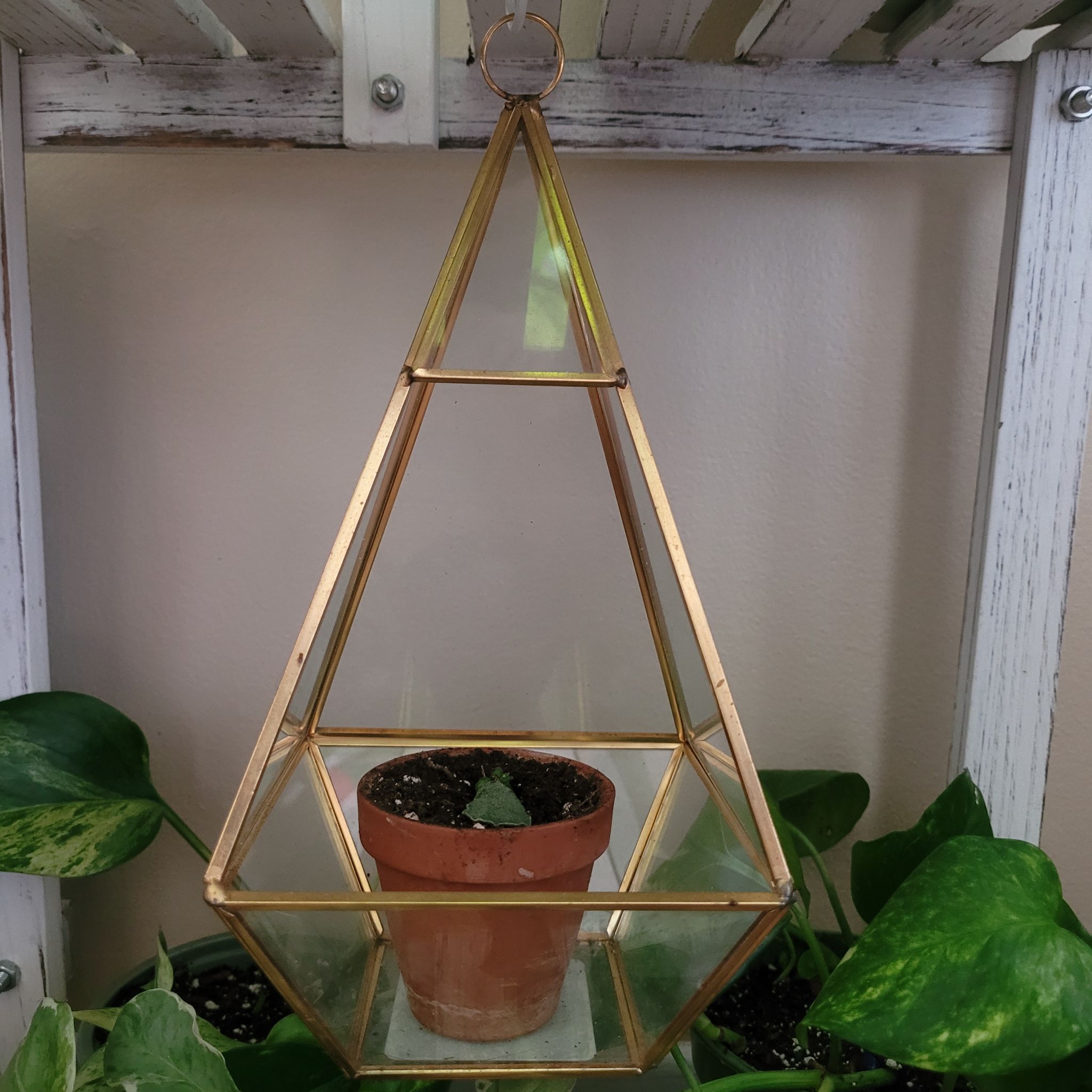 Small potted Millot Kalanchoe in a geometric glass terrarium, surrounded by other green plants.