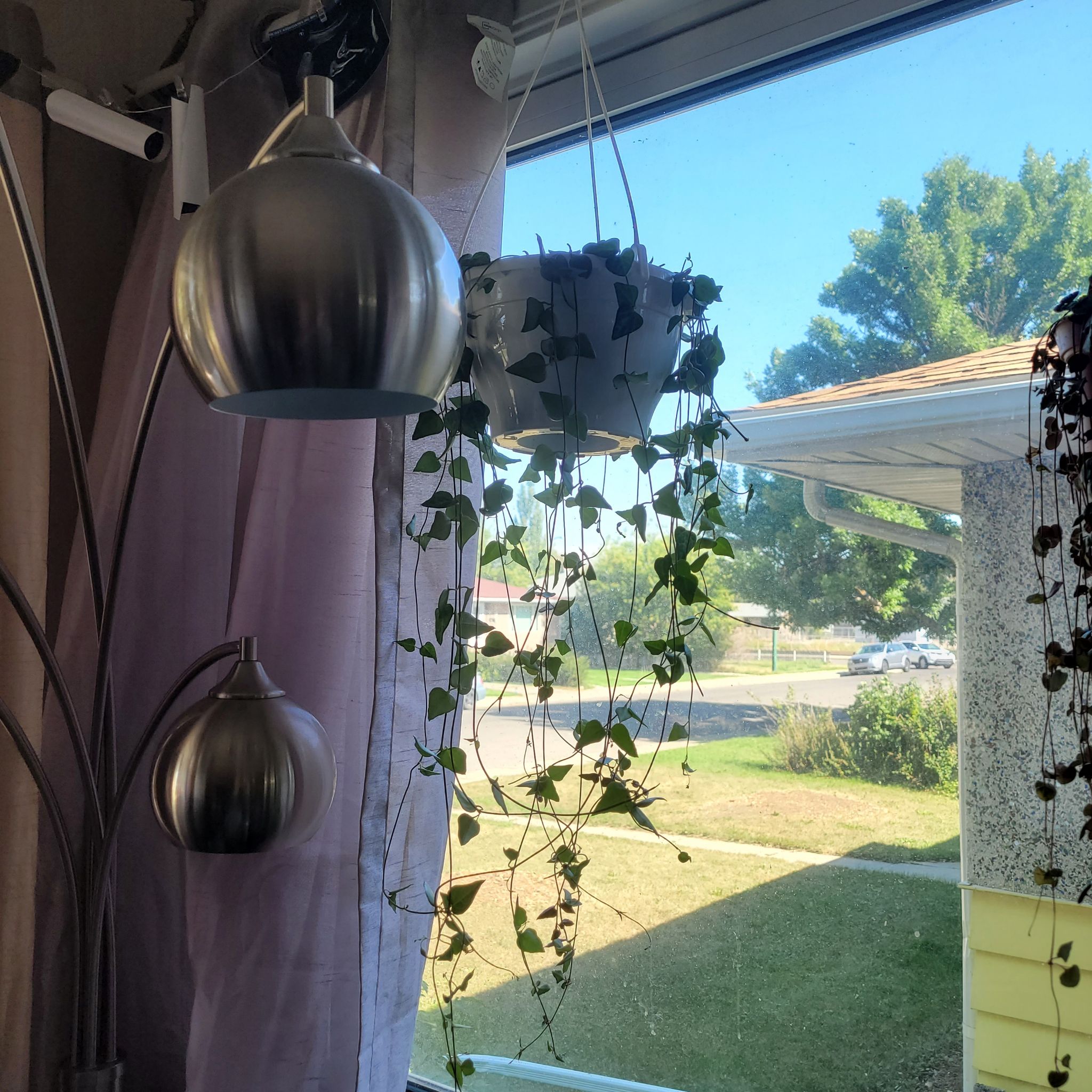 Hanging String Of Arrows plant with heart-shaped leaves near a window.