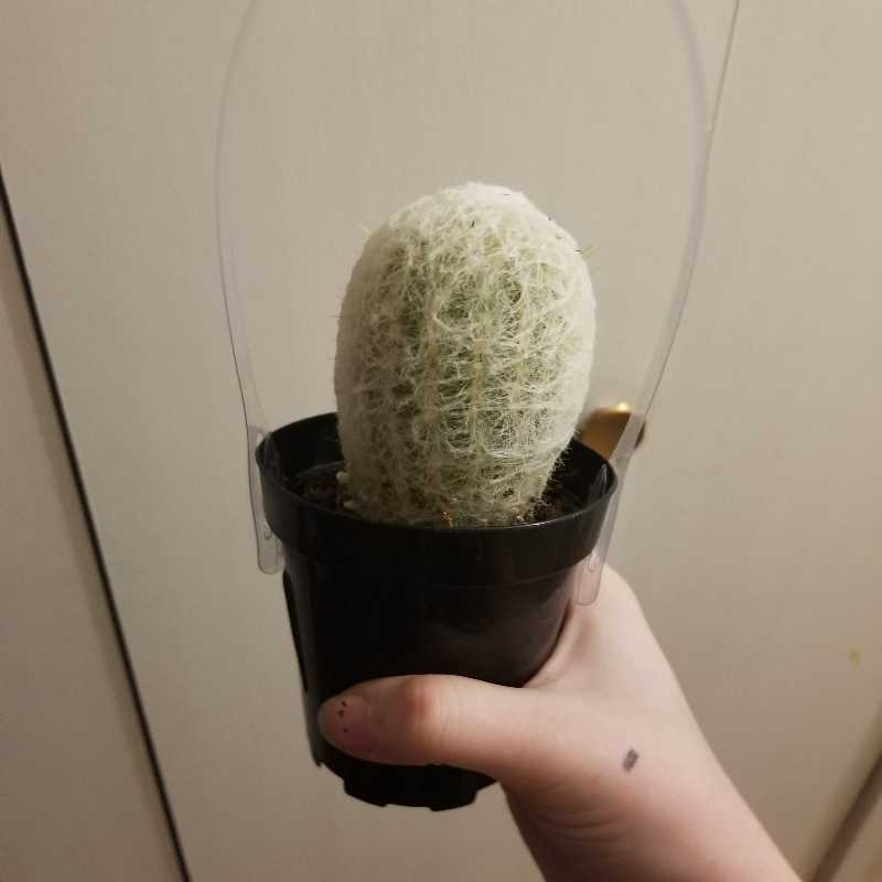 Peruvian Old Man Cactus in a black pot, held by a hand, with a plain background.