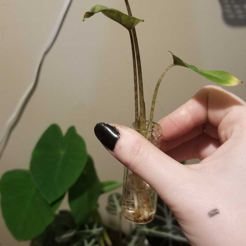 A Purple Sword plant with yellowing leaves held by a hand, with another plant in the background.