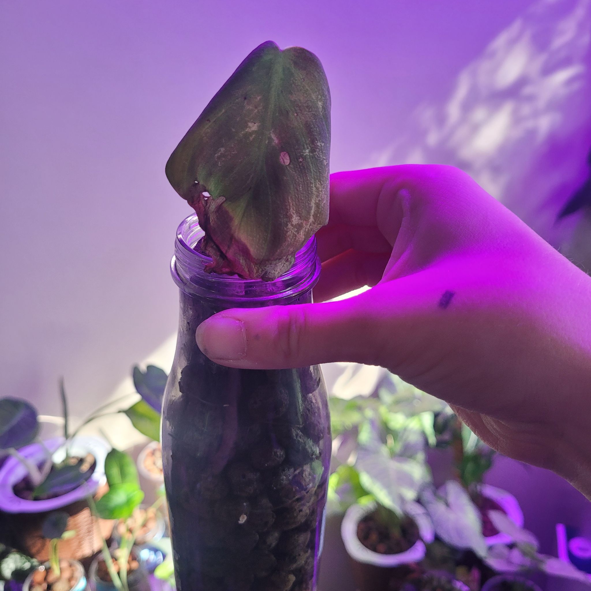 Philodendron gigas plant in a glass container with visible soil, held by a hand. Background contains multiple plants.