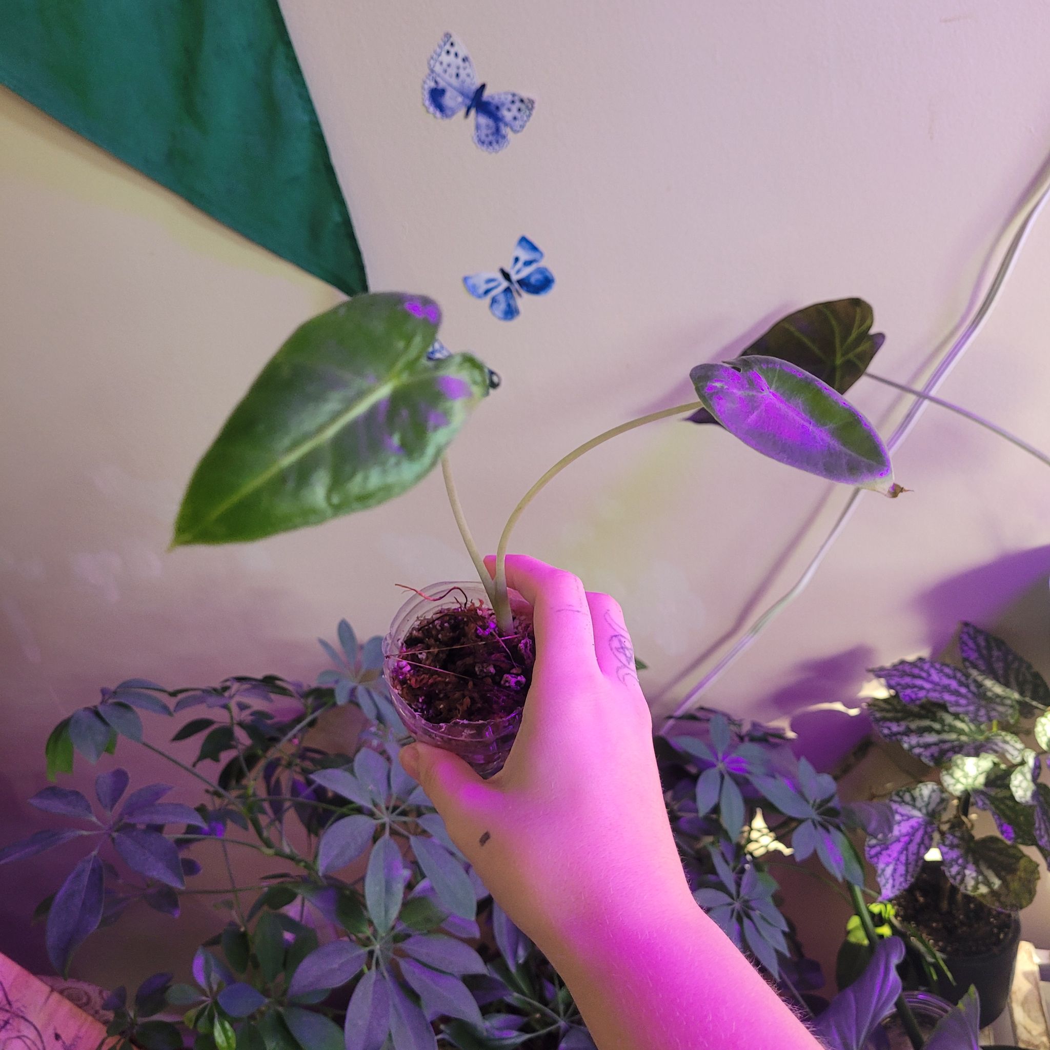 A small Alocasia 'Sarian' plant being held by a hand, with visible soil and other plants in the background.