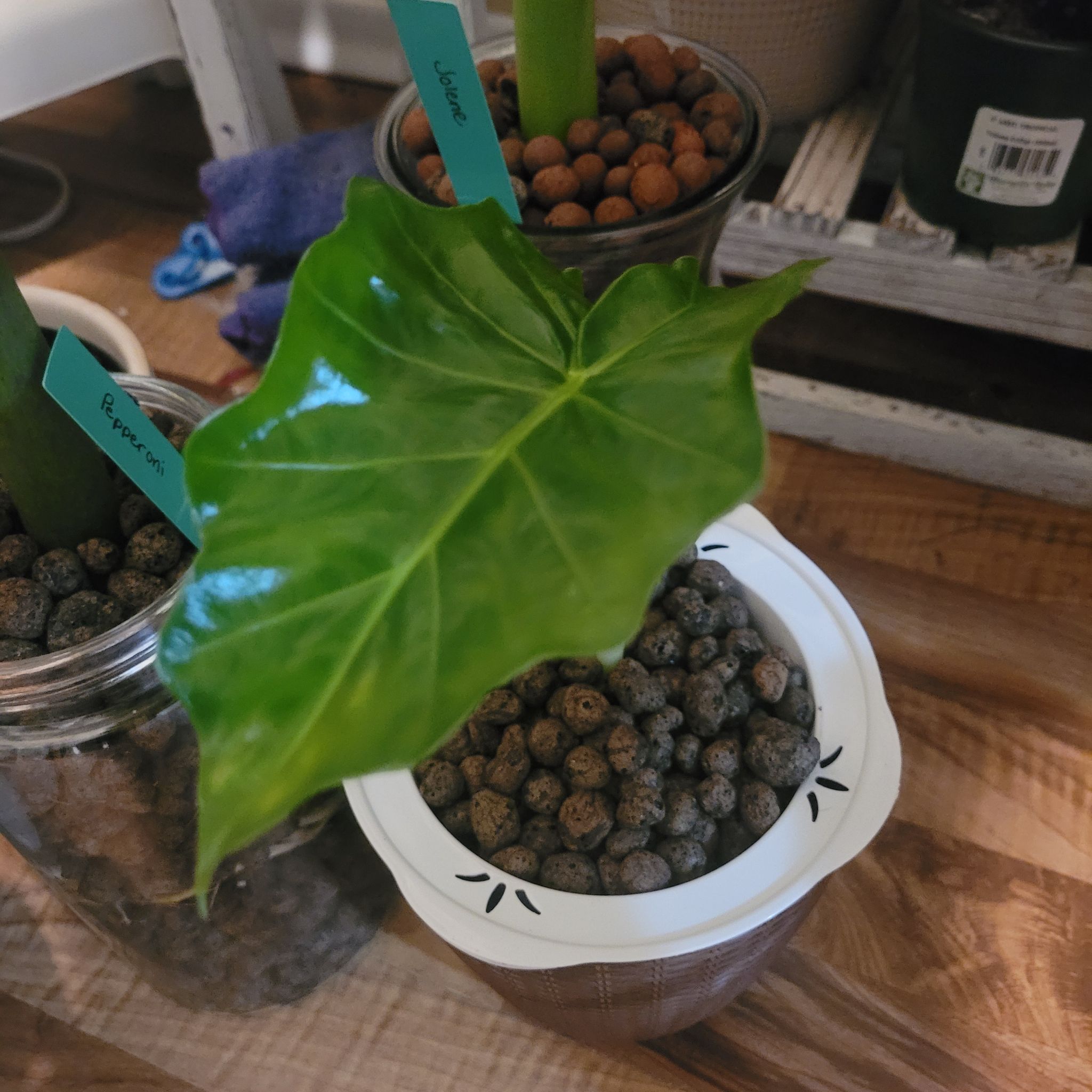 Alocasia 'Portora' plant with a healthy green leaf in a pot on a wooden surface.