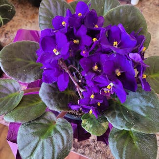 Kenyan Violet plant in Lethbridge, Alberta