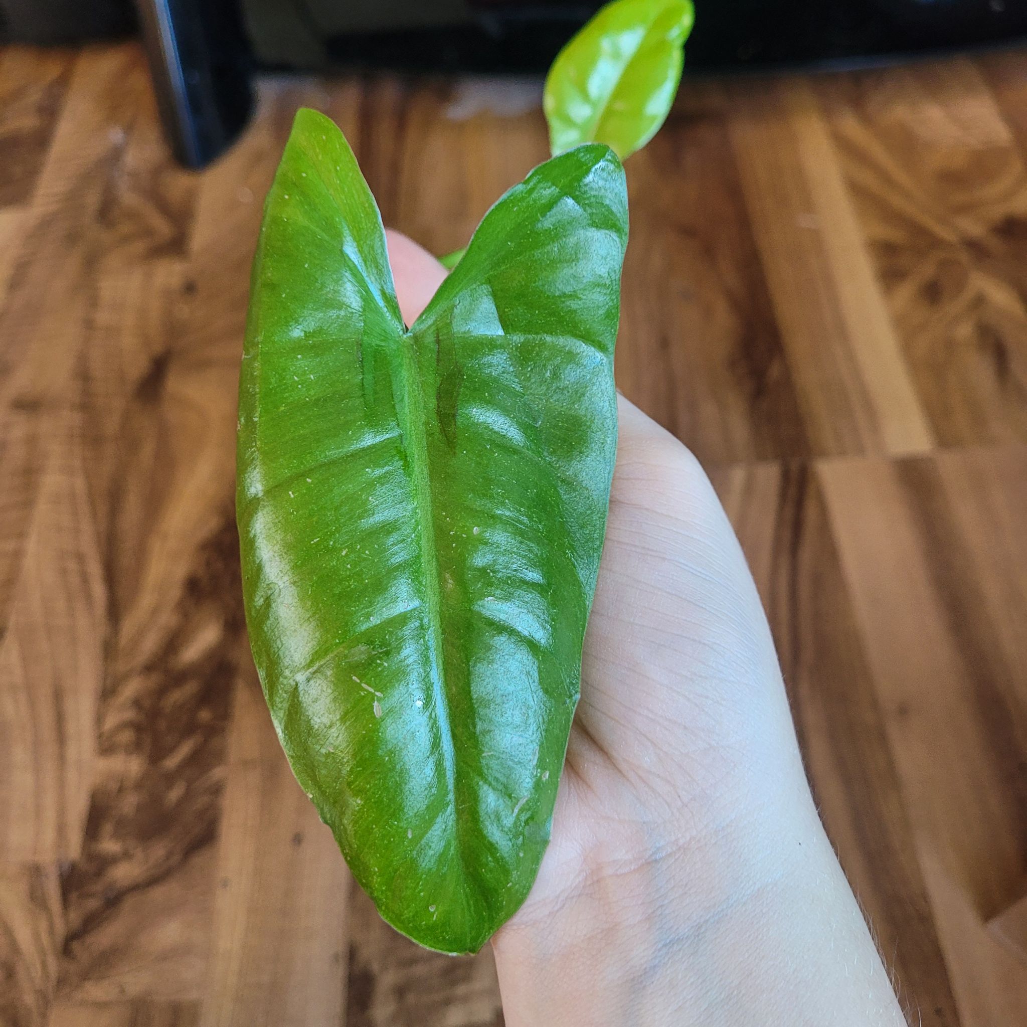 A healthy green leaf of a Paraiso Verde Philodendron held by a hand.