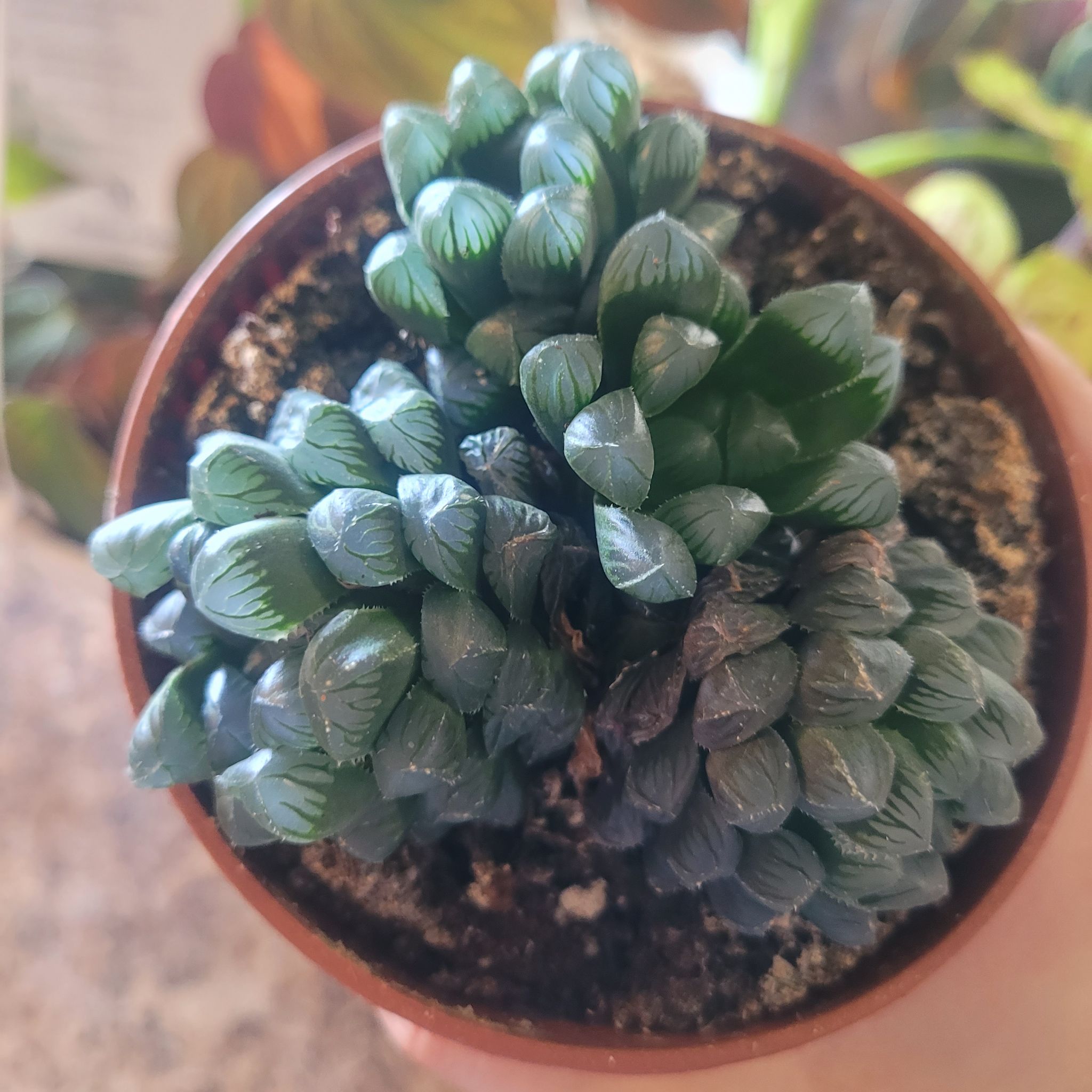 Photo of the plant species Cooperi by @ashbandicoot named Buble on Greg, the plant care app