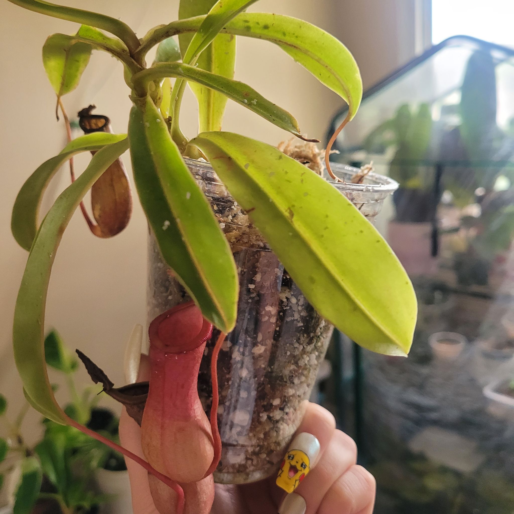 Nepenthes ventricosa Pitcher Plant in a clear container with some yellowing leaves and visible pitchers.