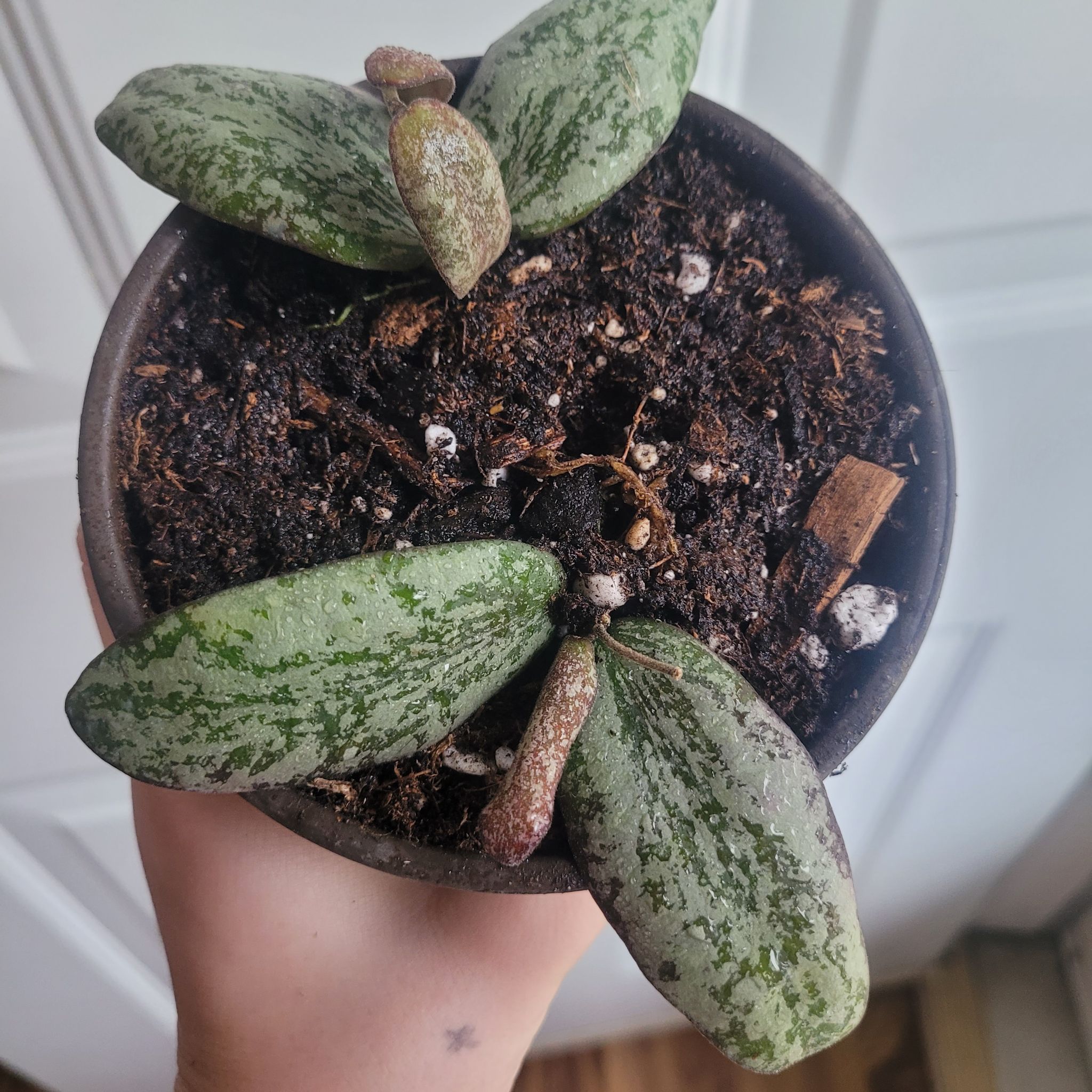 Potted Hoya sigillatis plant with mottled green and white leaves, visible soil, and a hand holding the pot.
