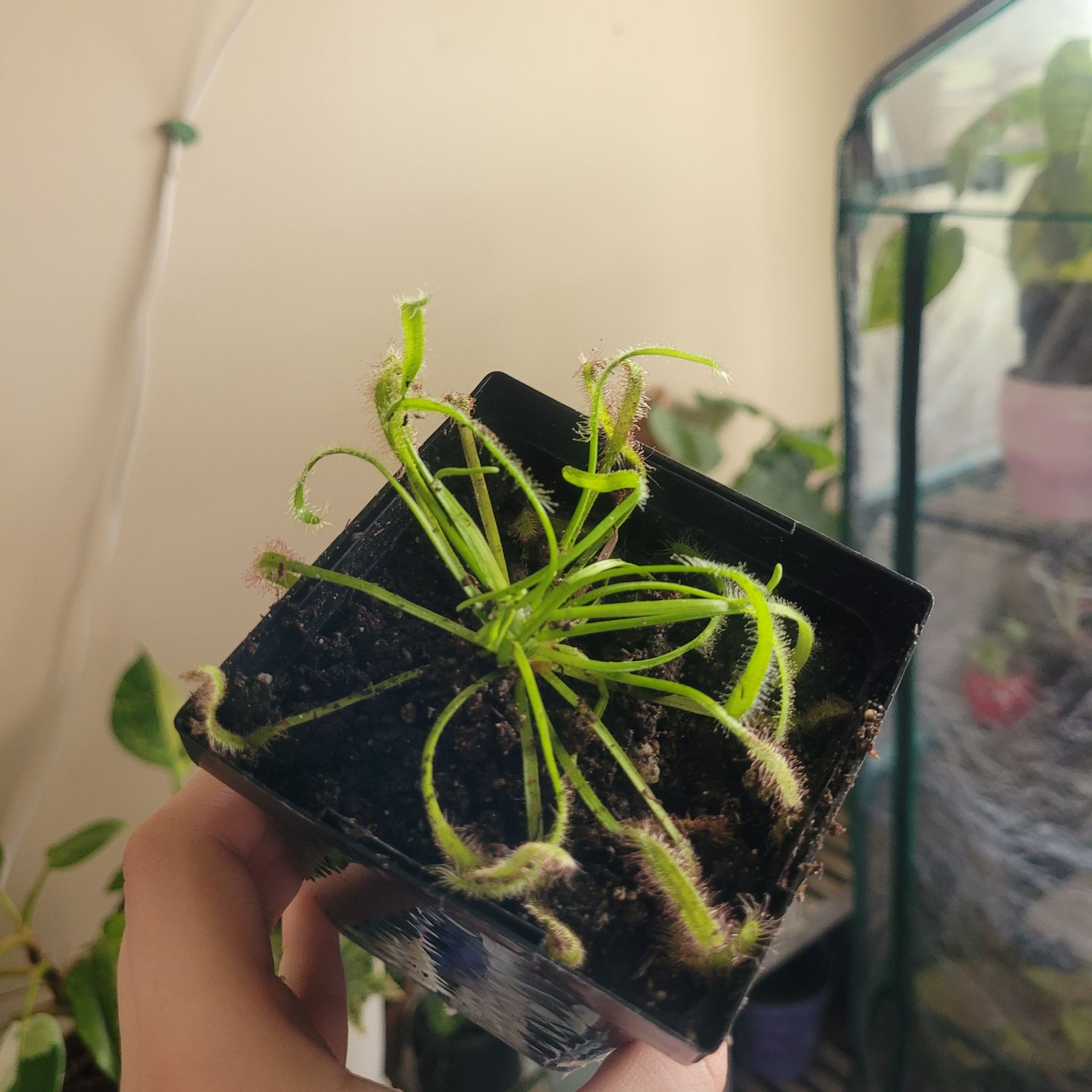 Photo of the plant species Drosera capensis 'Bot River' by @ashbandicoot named Audrey on Greg, the plant care app