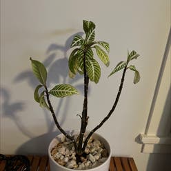 Zebra Plant plant