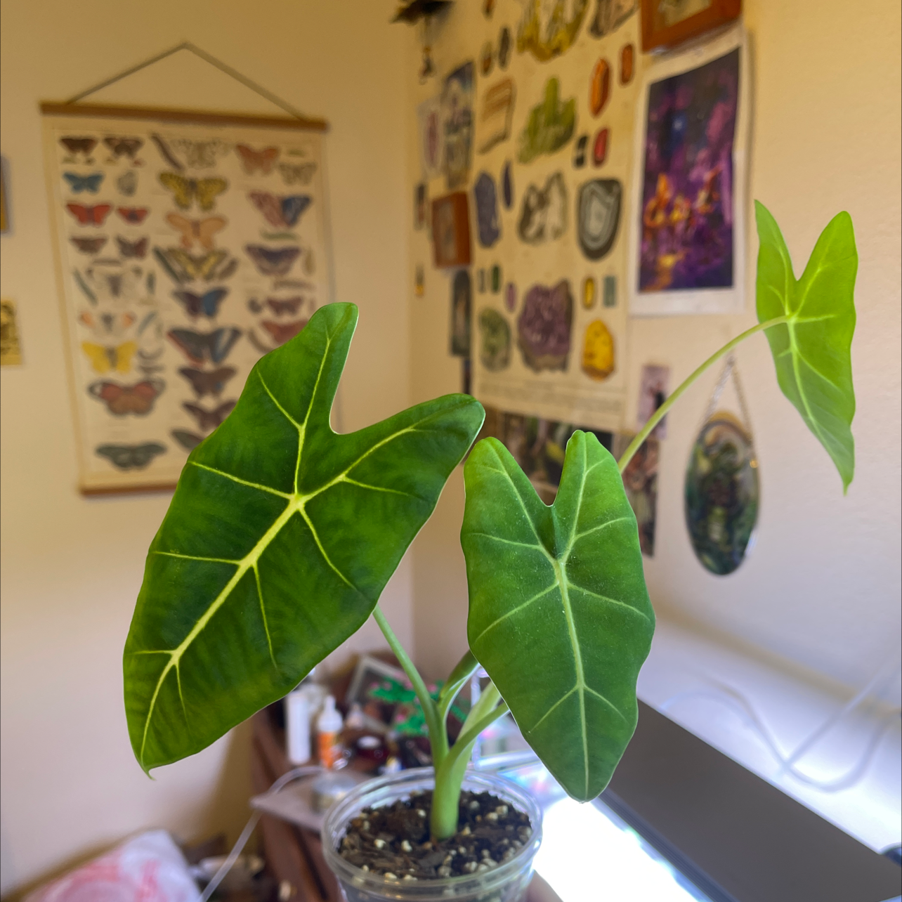 Alocasia 'Frydek' plant photo by Isabella named Alocasia Frydek on Greg, the plant care app.